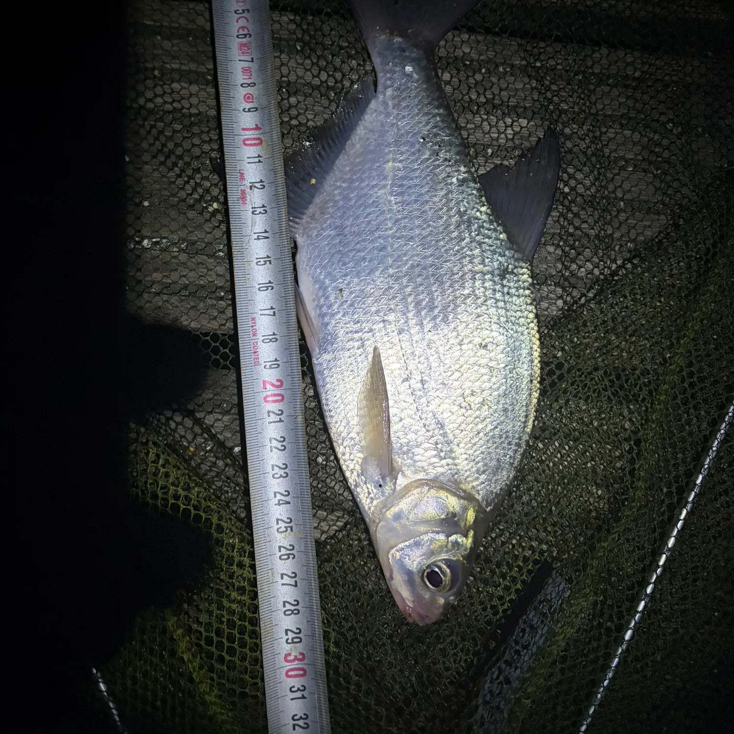Common bream caught on Fishbrain