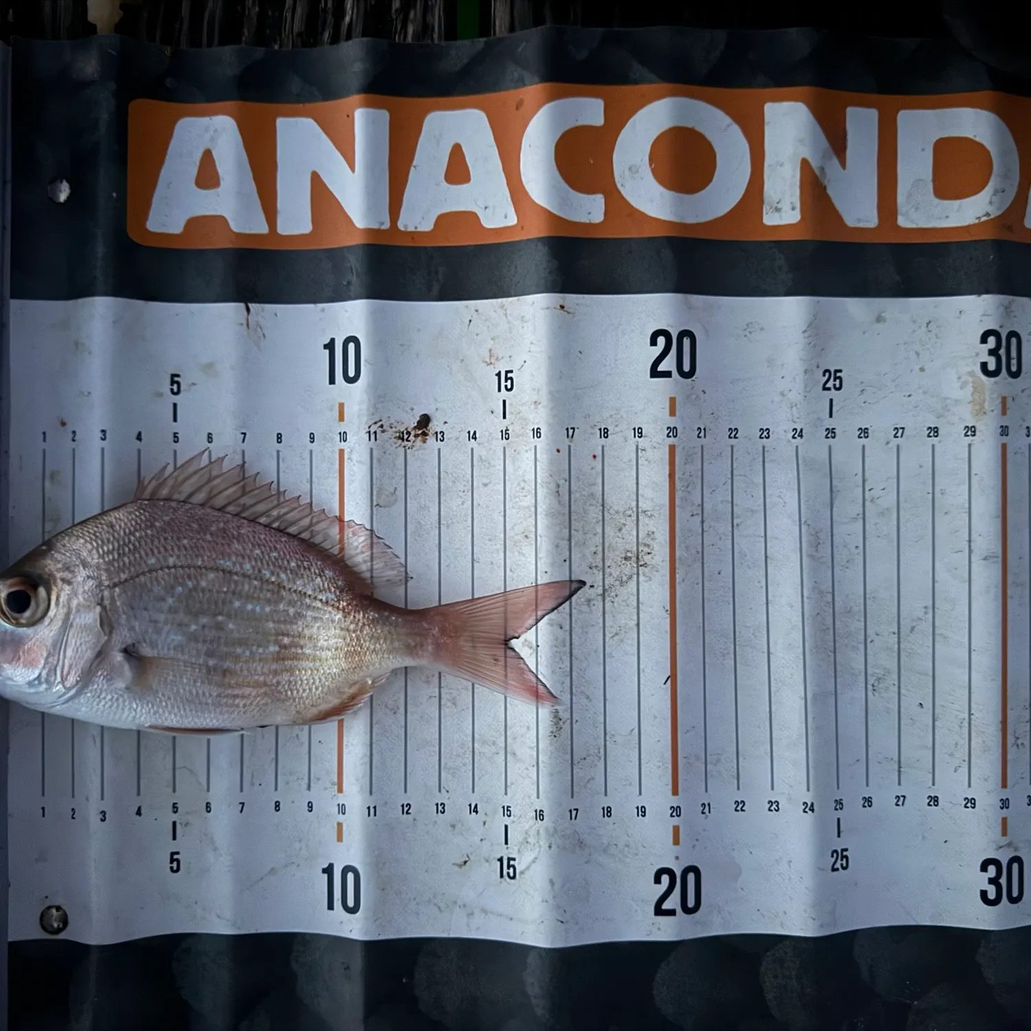 The most recent Australasian snapper catches on Fishbrain