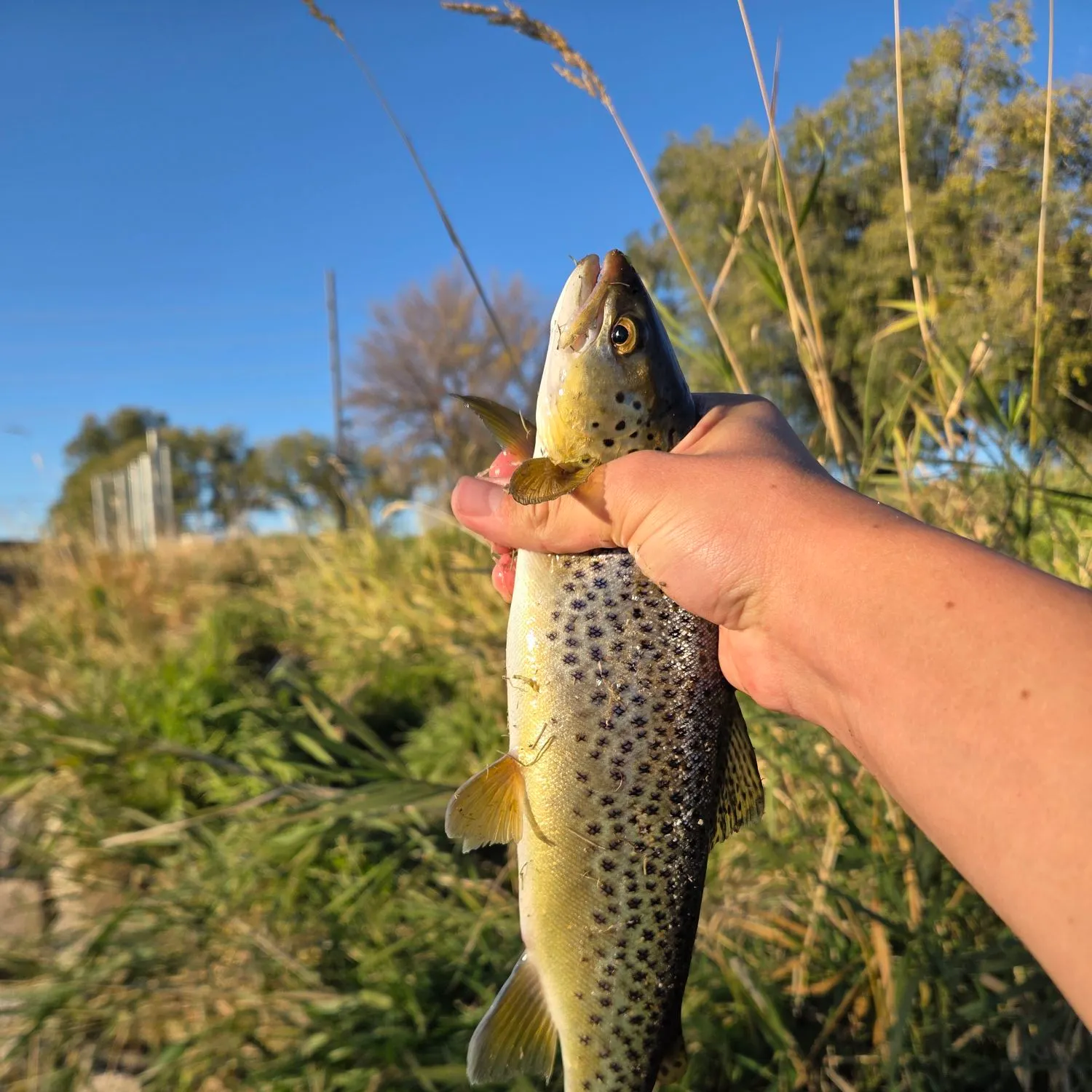 Brown trout caught on Fishbrain