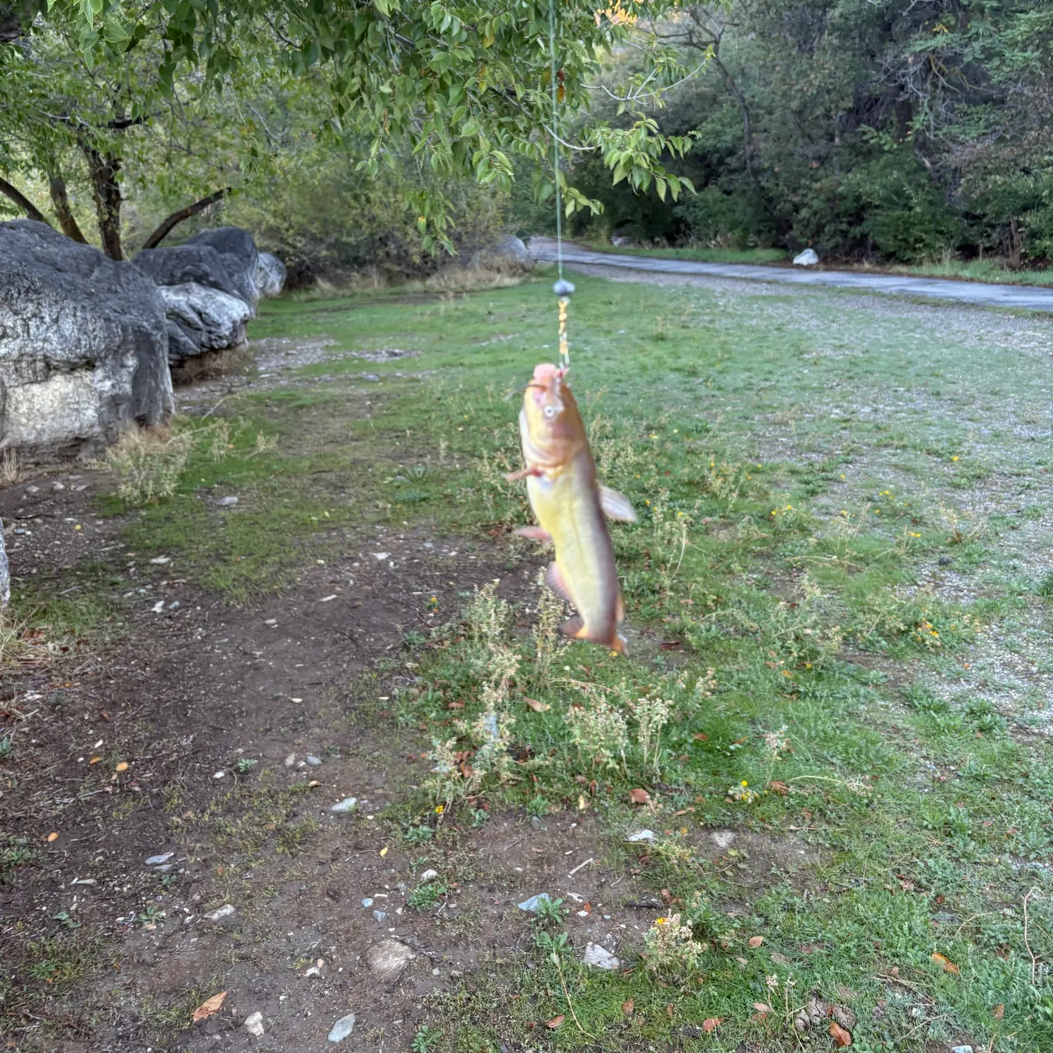 catch