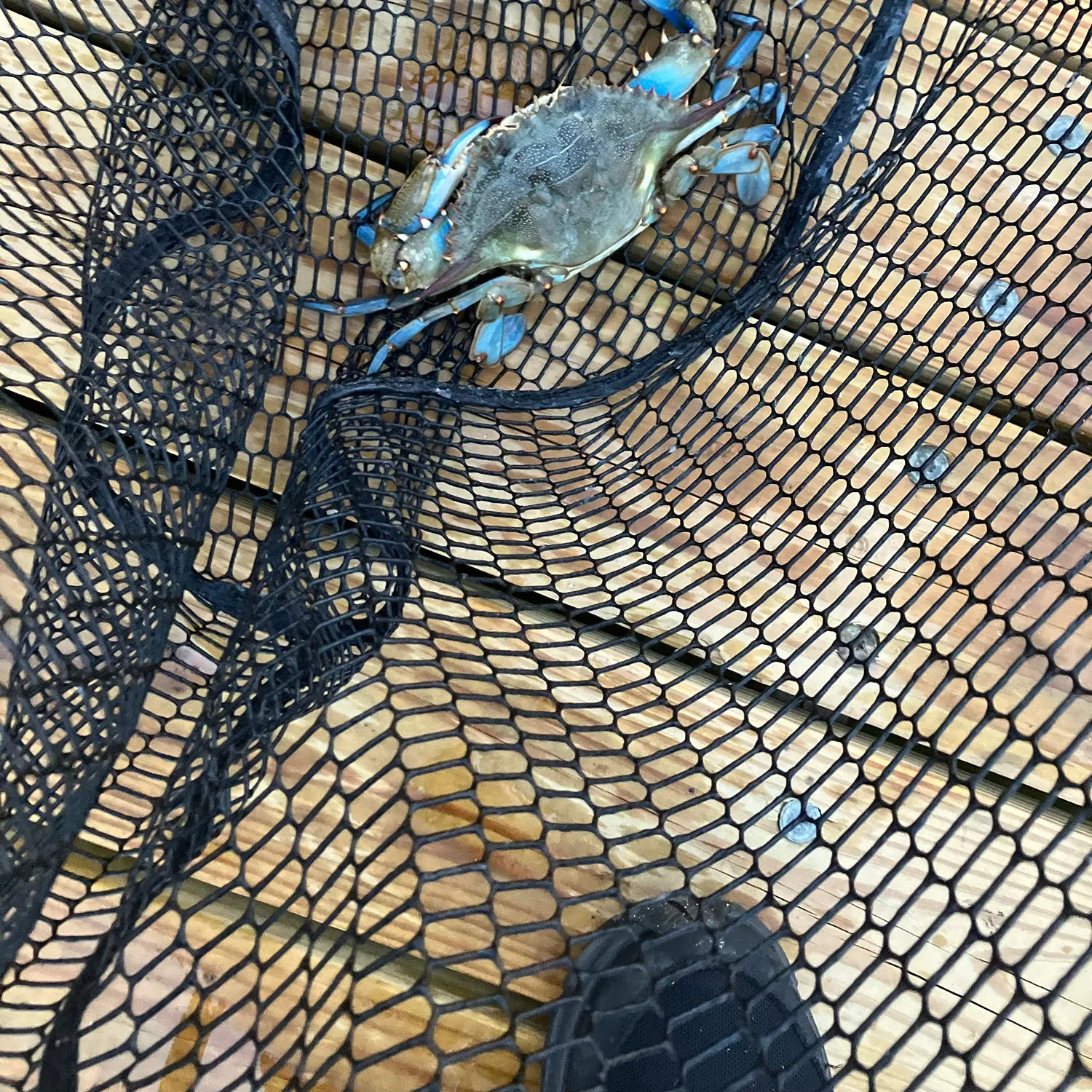 Blue crab caught on Fishbrain