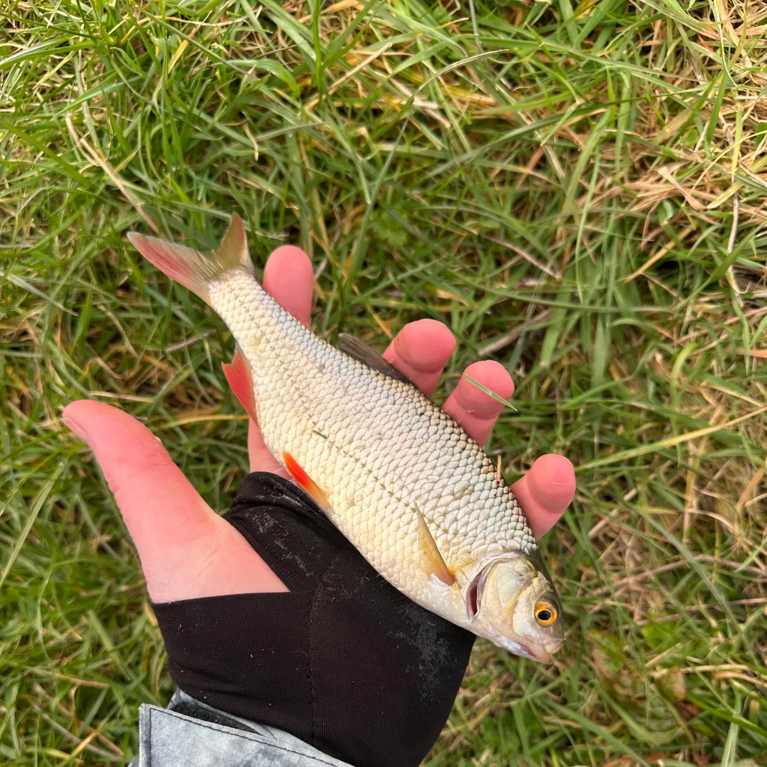 The most recent Common rudd catches on Fishbrain