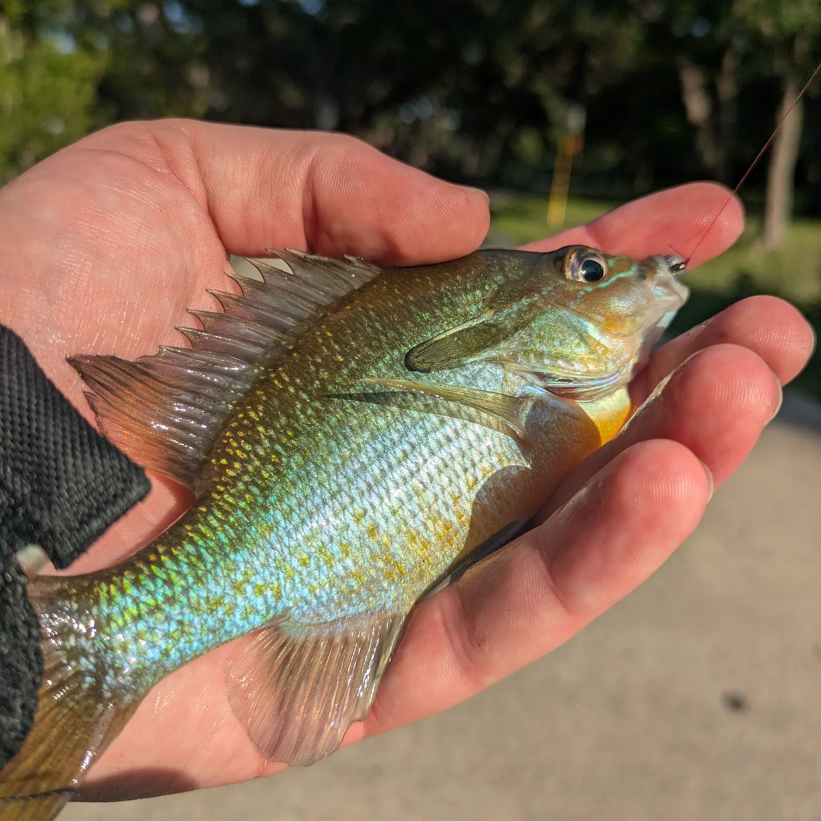 catch