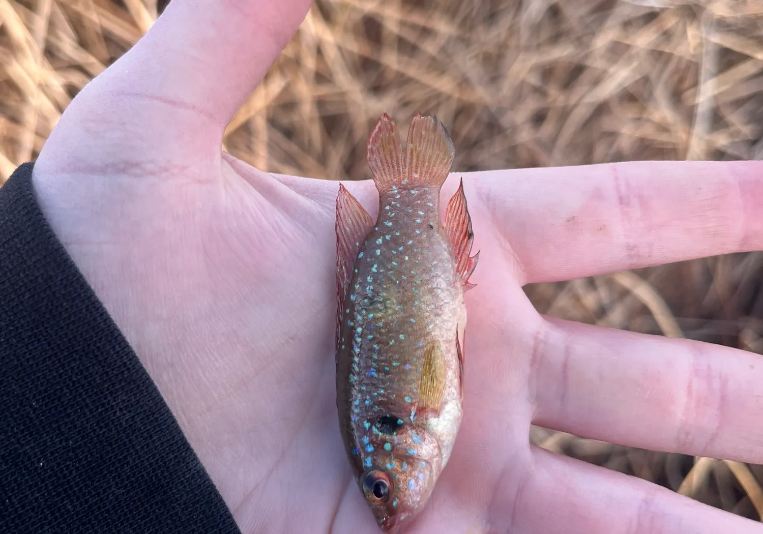 African Jewelfish