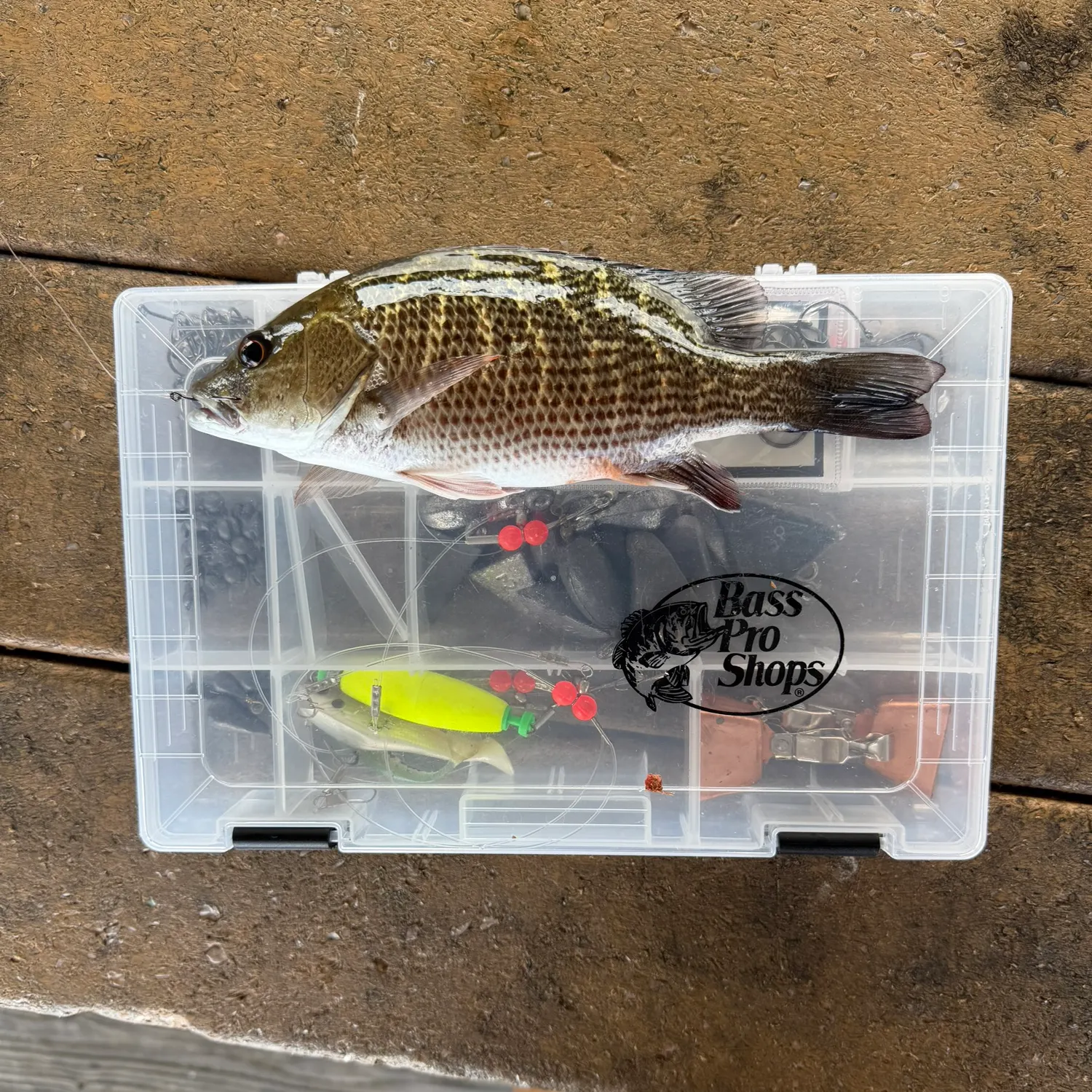 Mangrove snapper caught on Fishbrain