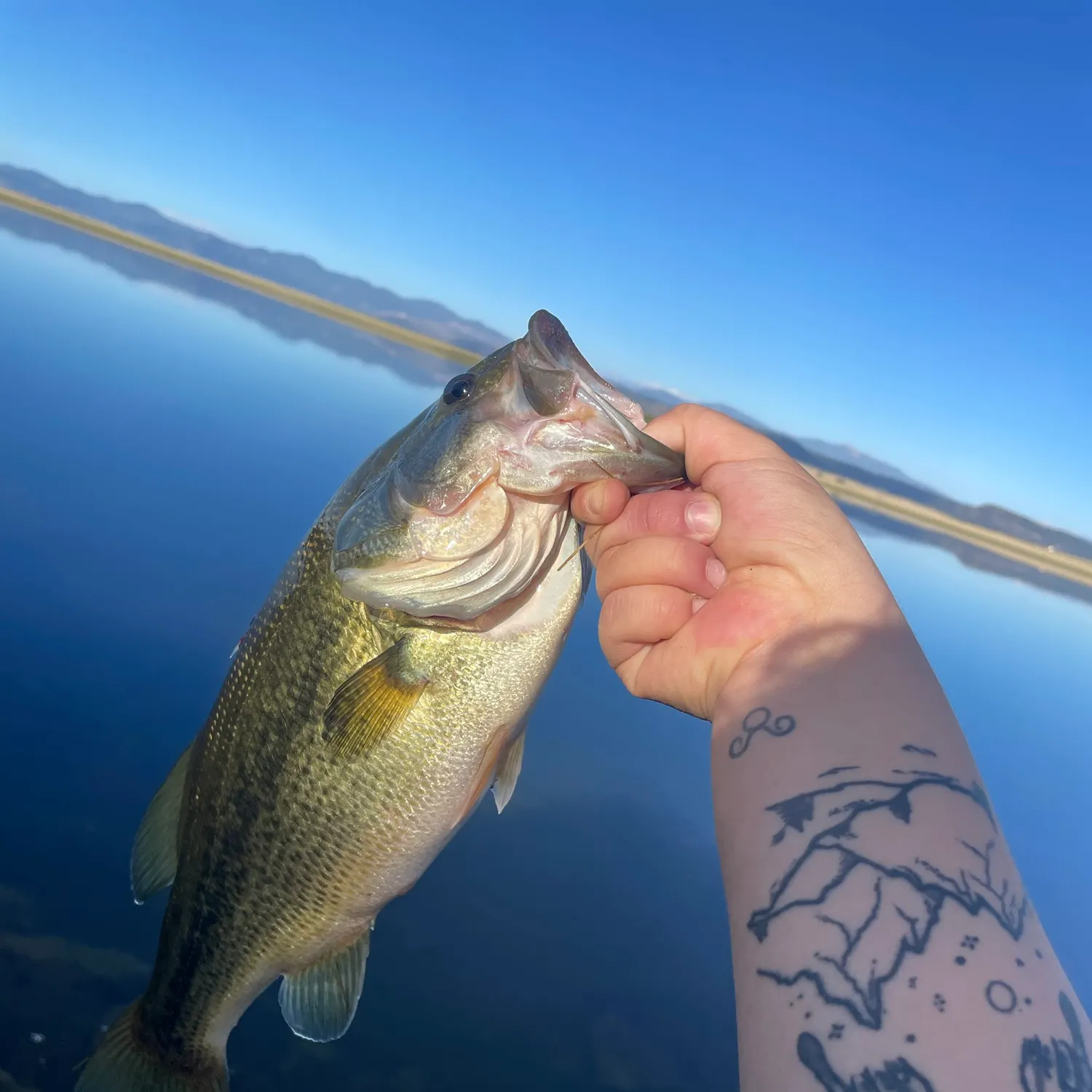 Fish caught on Fishbrain