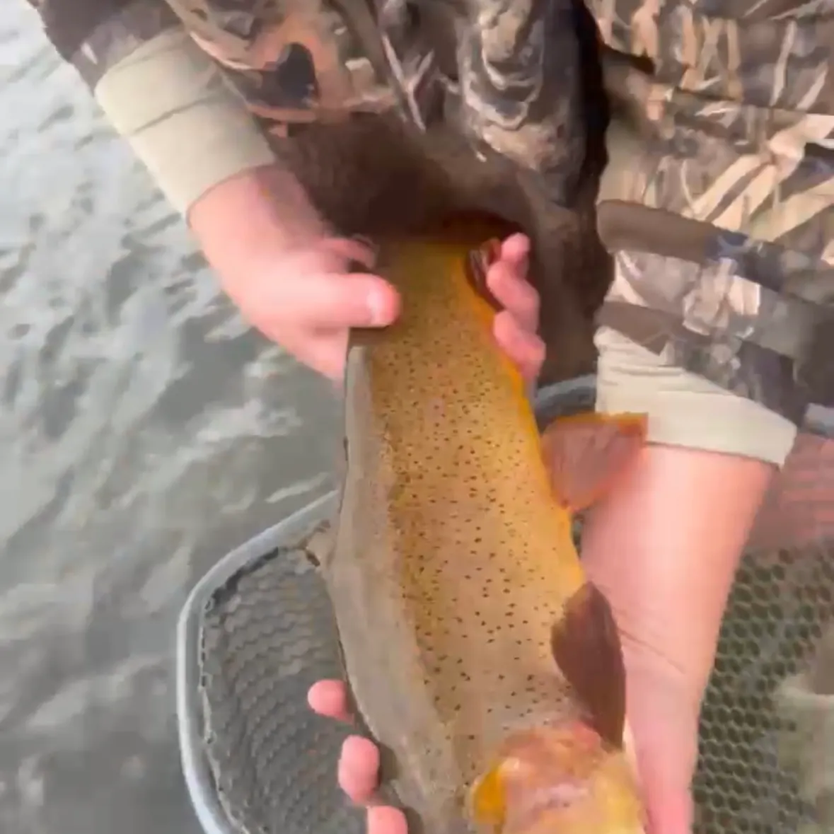 The most recent Snake River fine-spotted cutthroat trout catches on Fishbrain