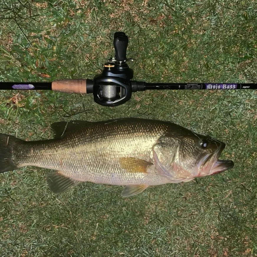 Largemouth bass caught on Fishbrain