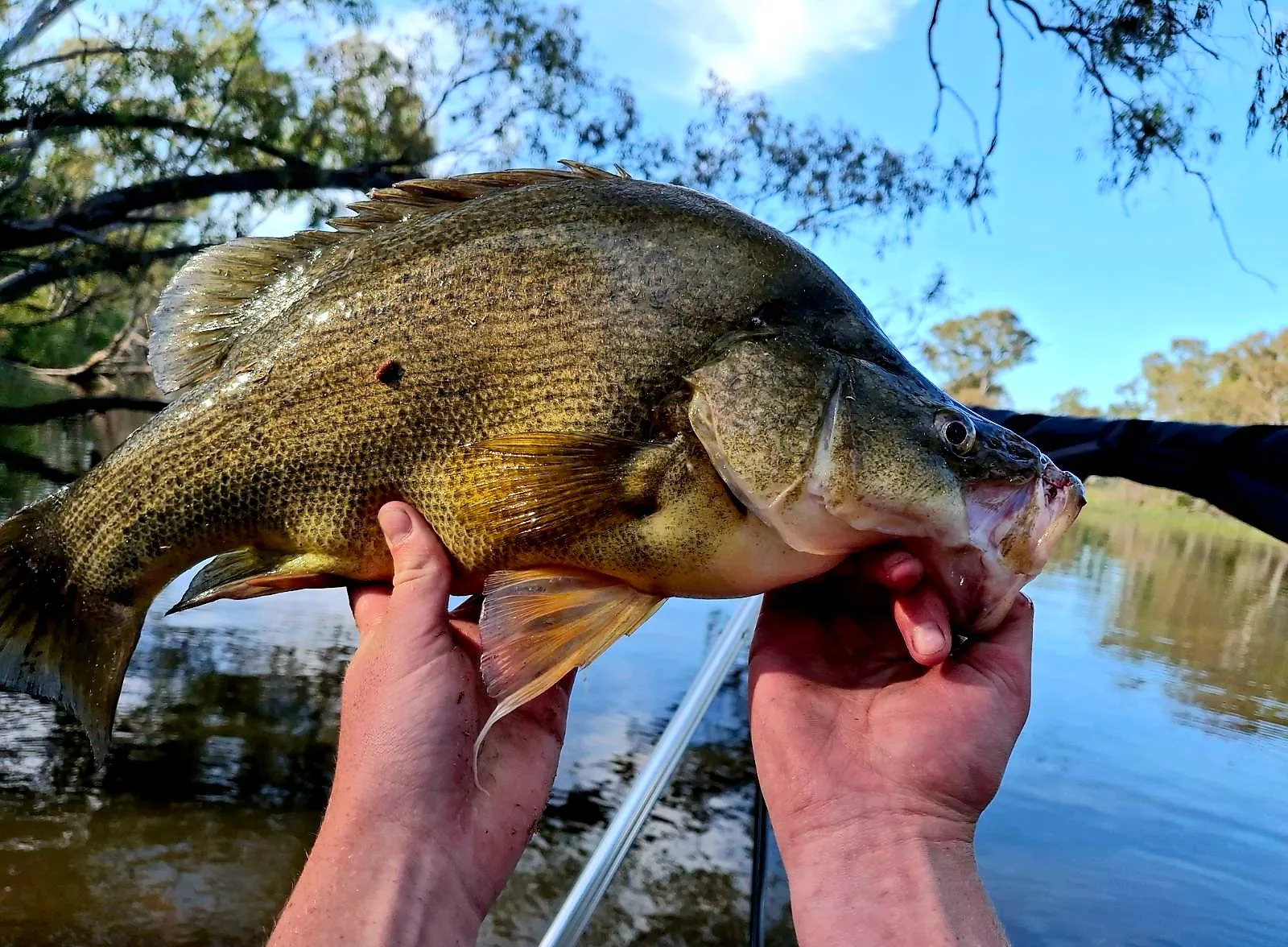 Golden perch