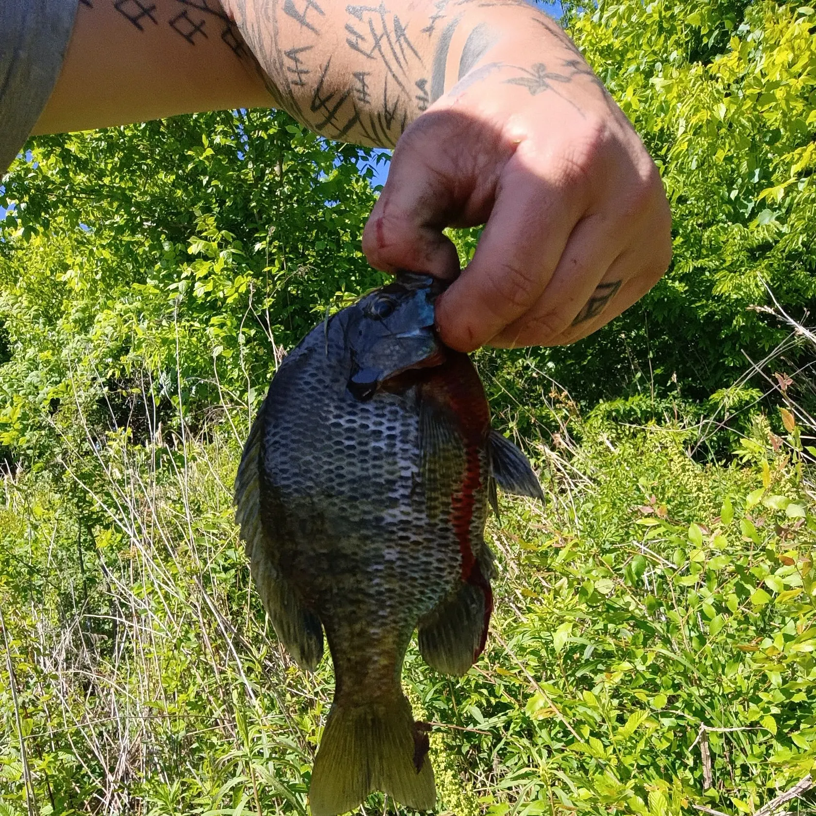 catch
