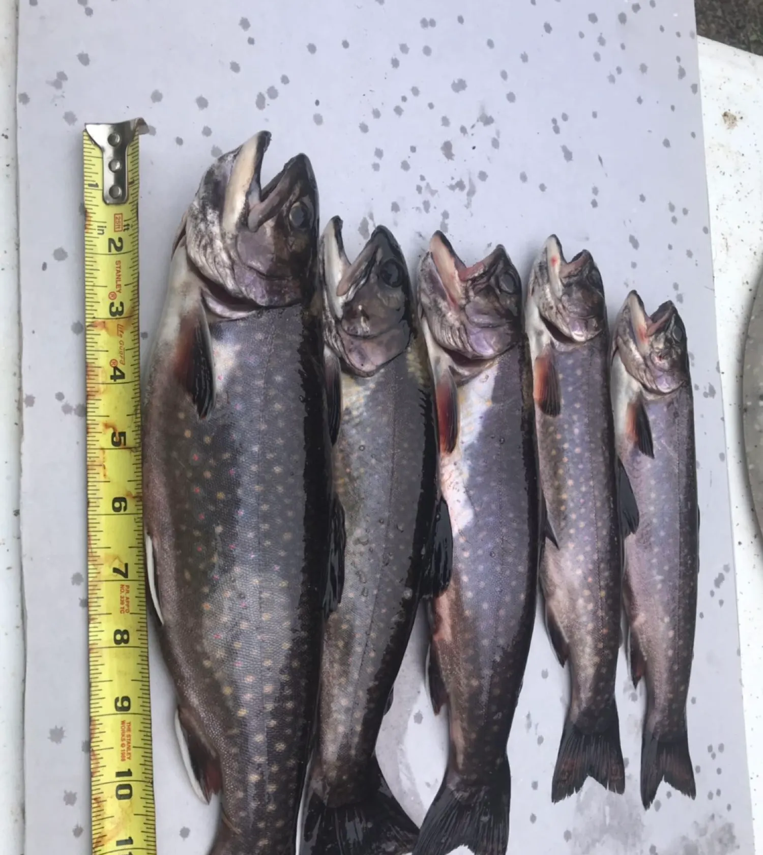 recently logged catches