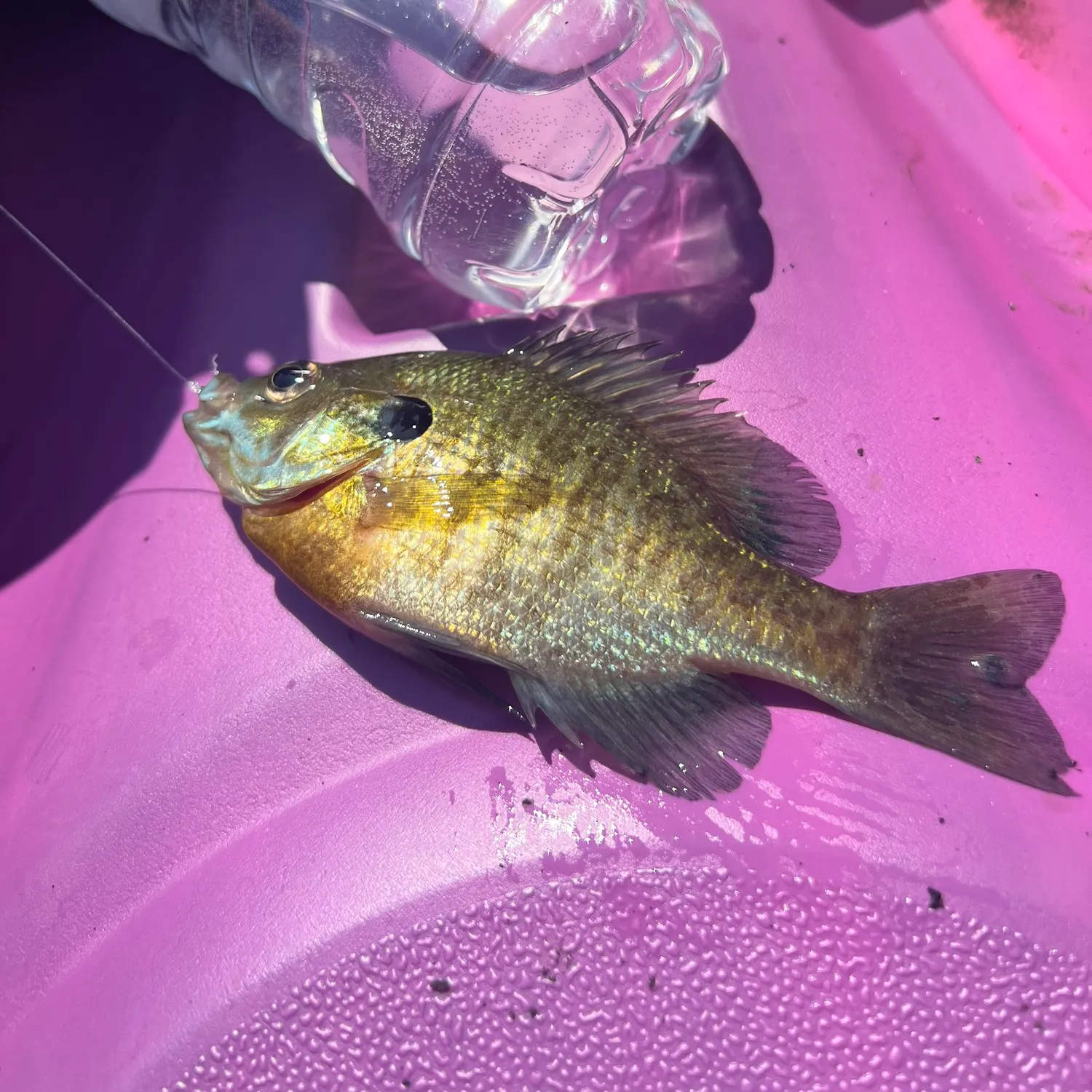The most recent Bluegill catches on Fishbrain