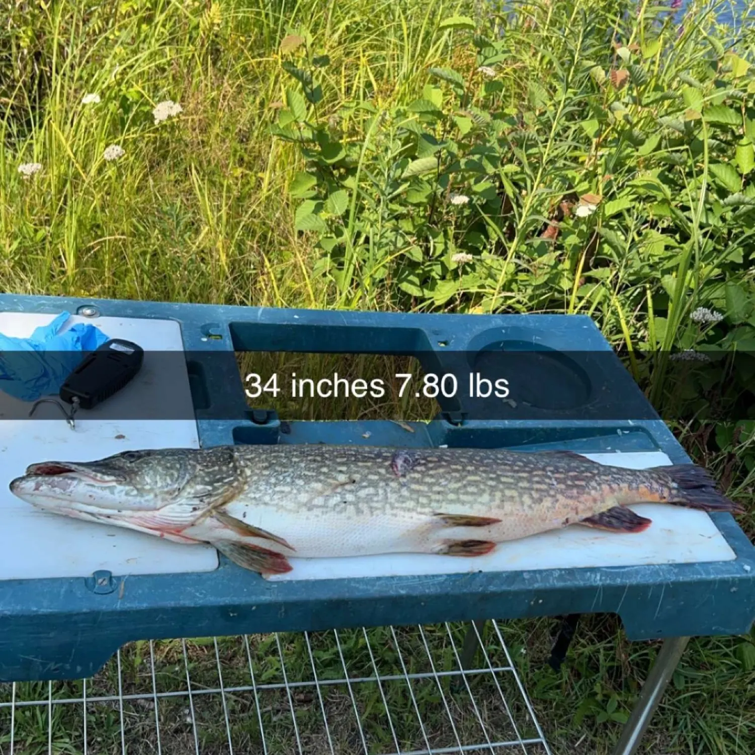 recently logged catches