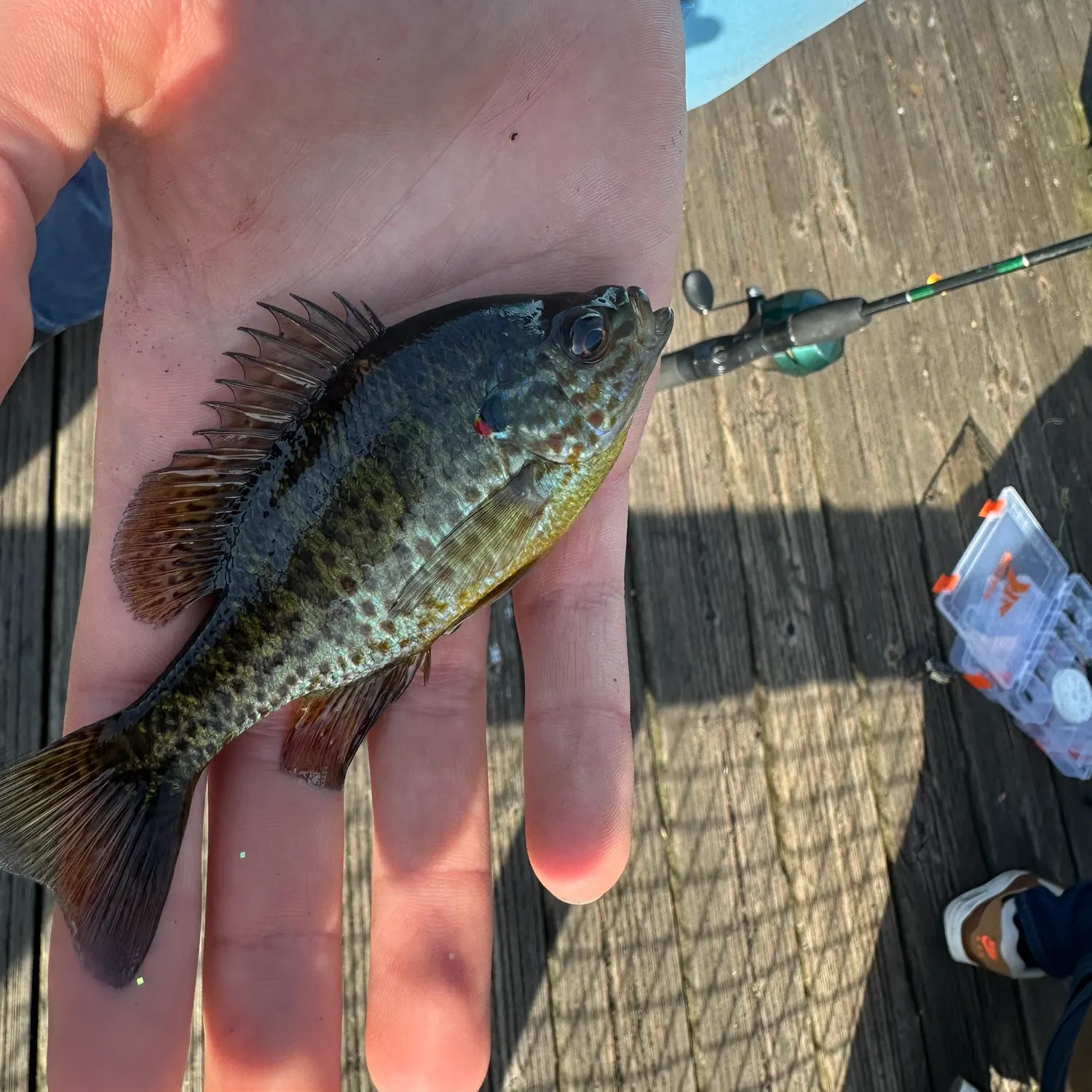 catch