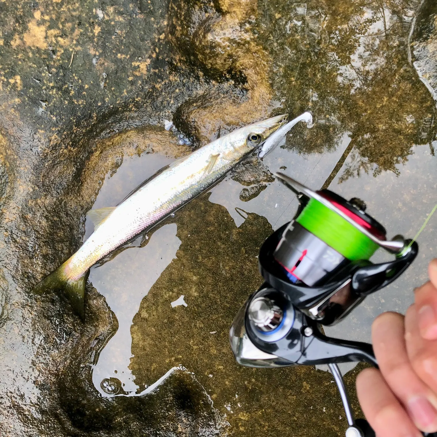 The most recent Longfin pike catches on Fishbrain