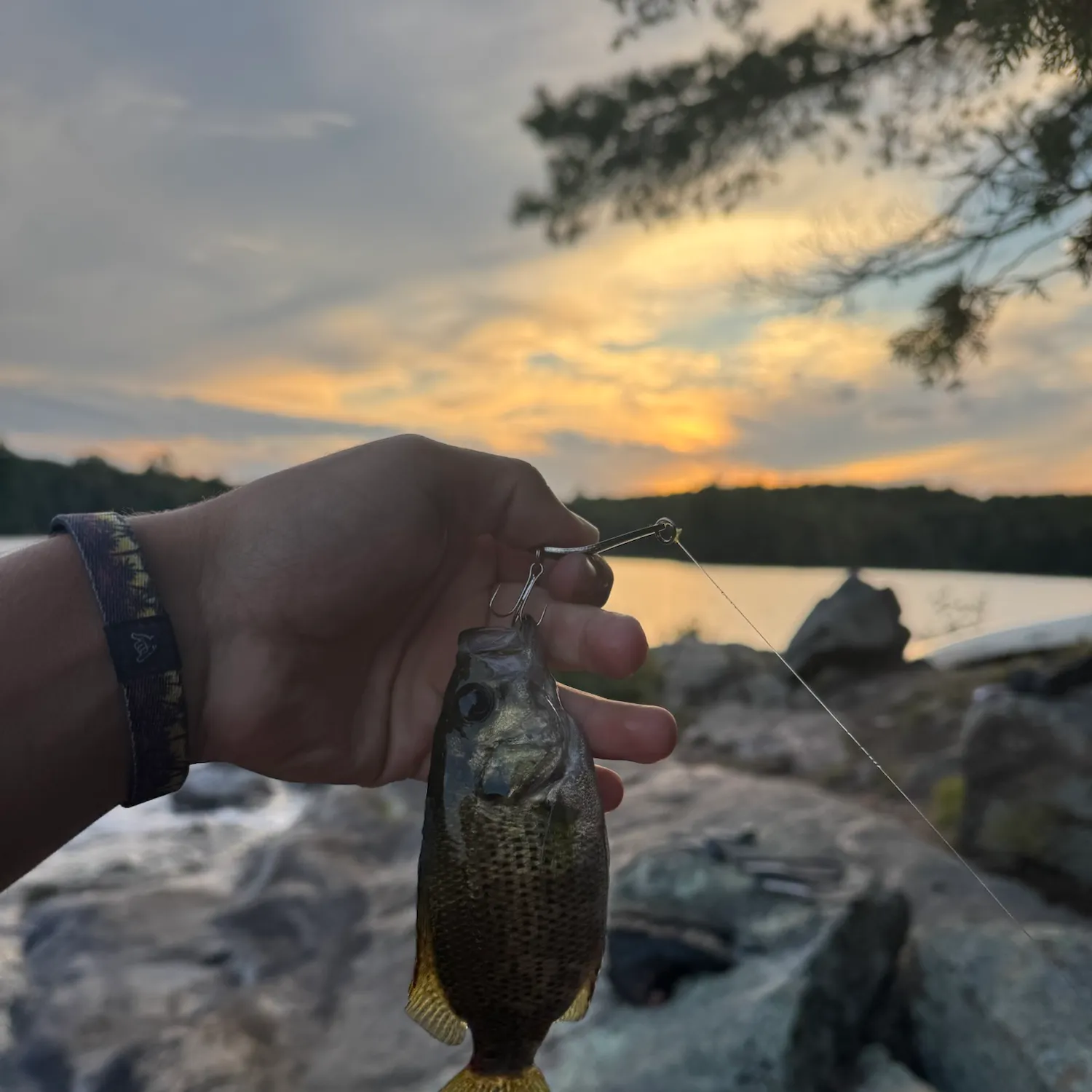 Rock bass caught on Fishbrain