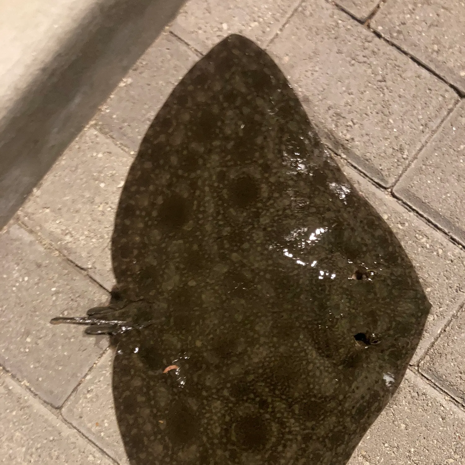 The most recent Backwater butterfly ray catches on Fishbrain