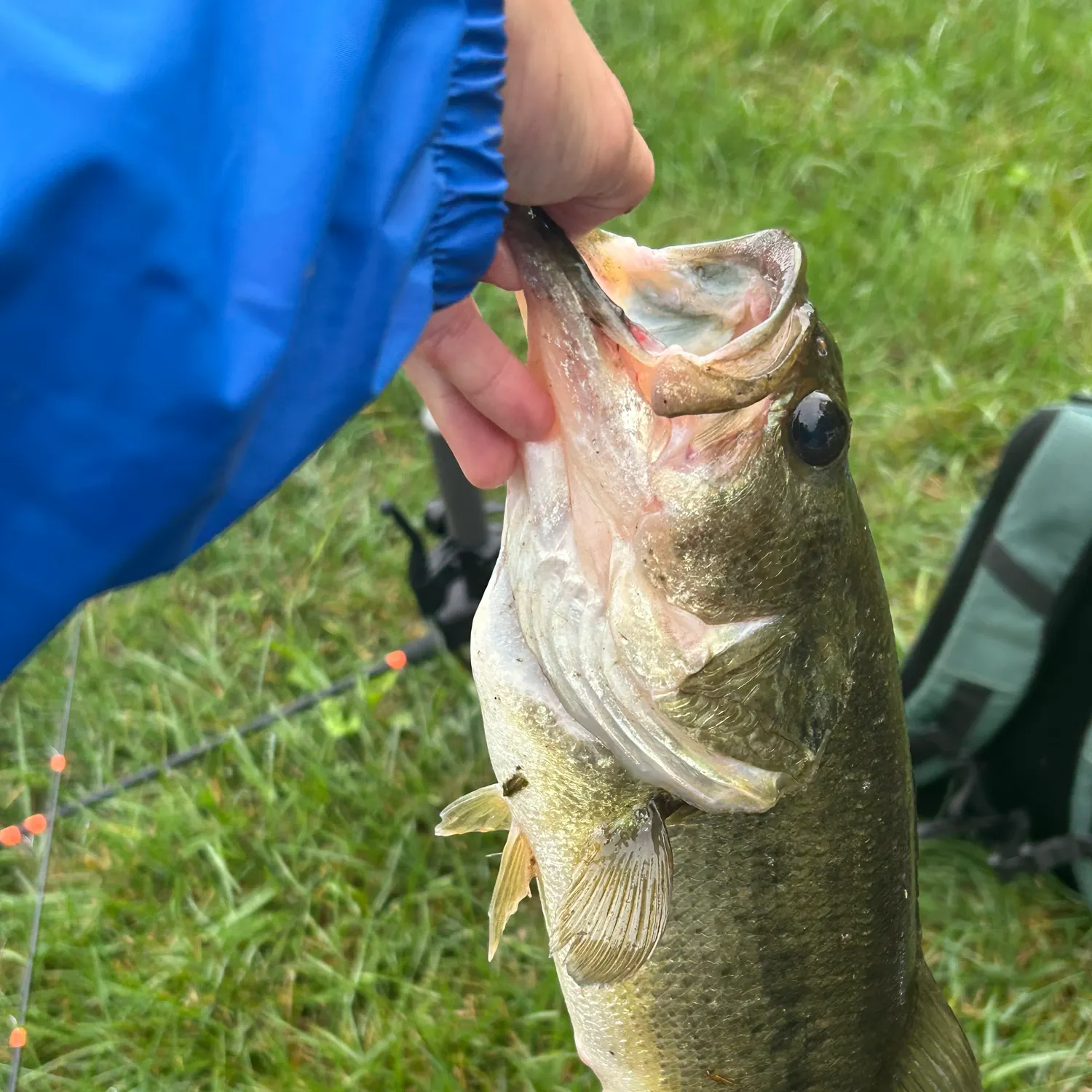Smallmouth bass caught on Fishbrain