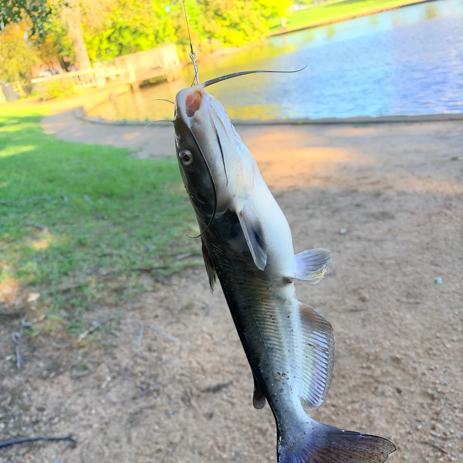 Channel catfish caught on Fishbrain