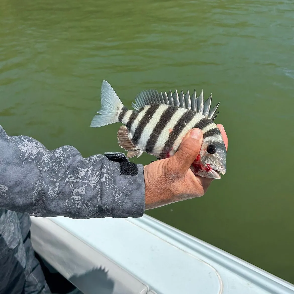 Sheepshead caught on Fishbrain