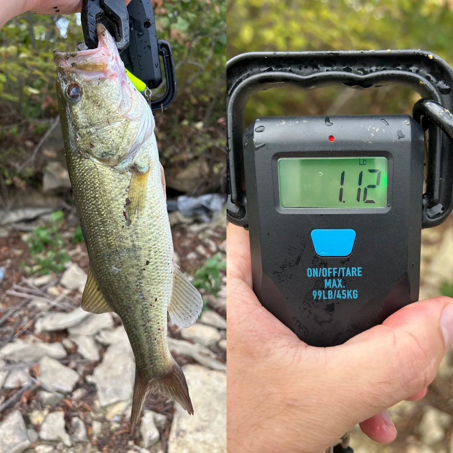 Largemouth bass caught on Fishbrain