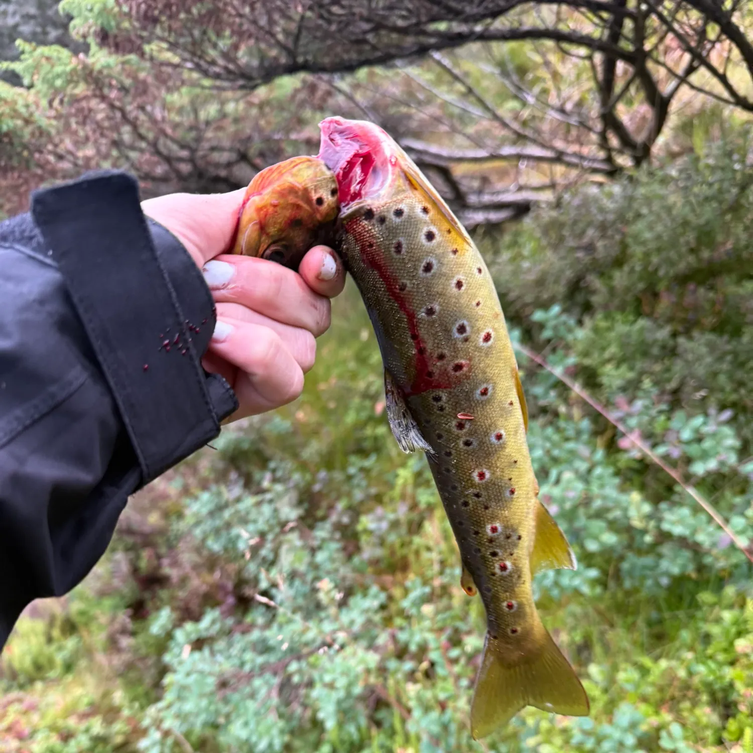 Lake trout caught on Fishbrain