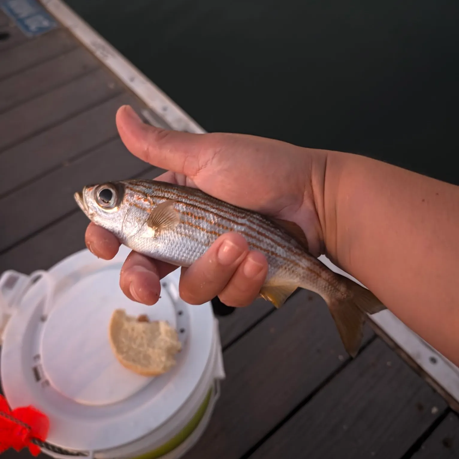 The most recent Californian salema catches on Fishbrain