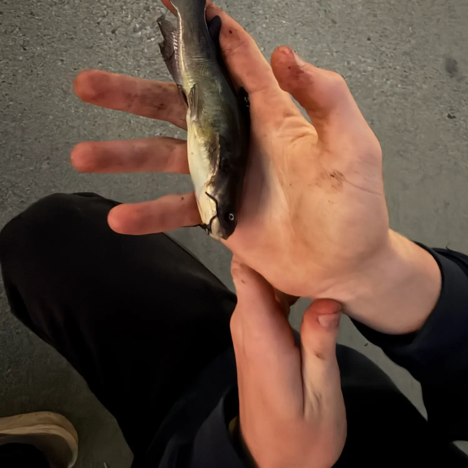 Channel catfish caught on Fishbrain