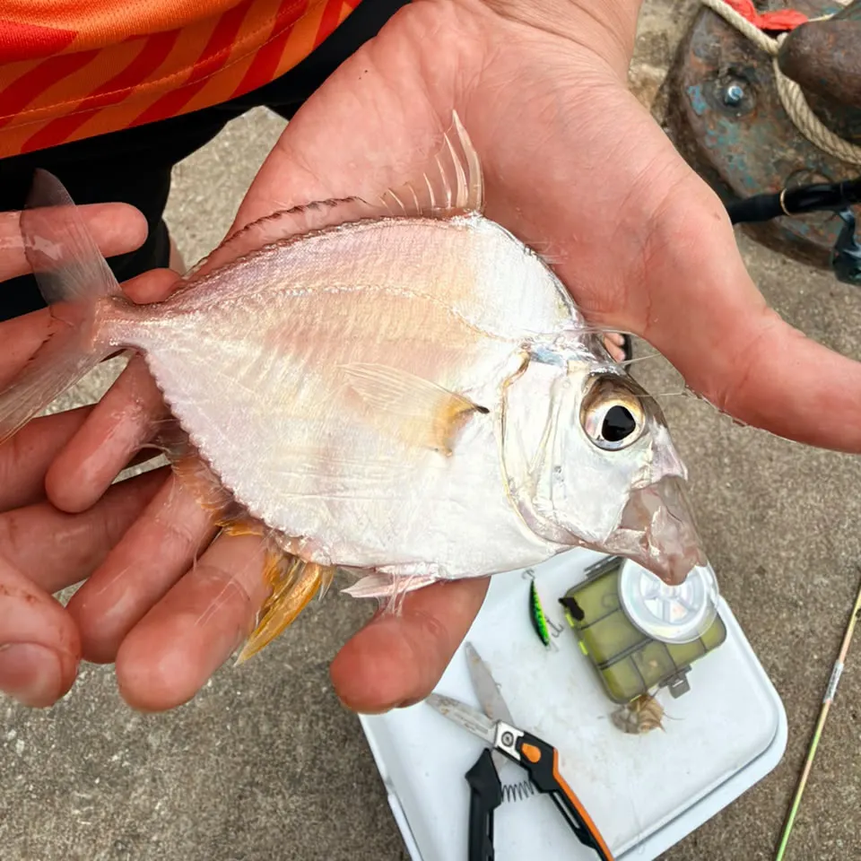 The most recent Lookdown catches on Fishbrain