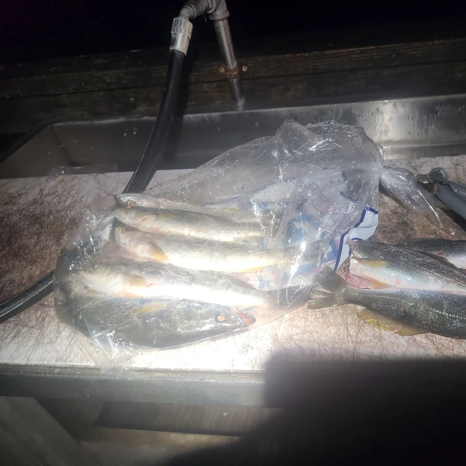 The most recent Sand seatrout catches on Fishbrain