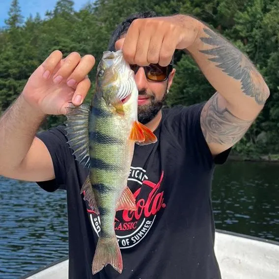 European perch caught on Fishbrain