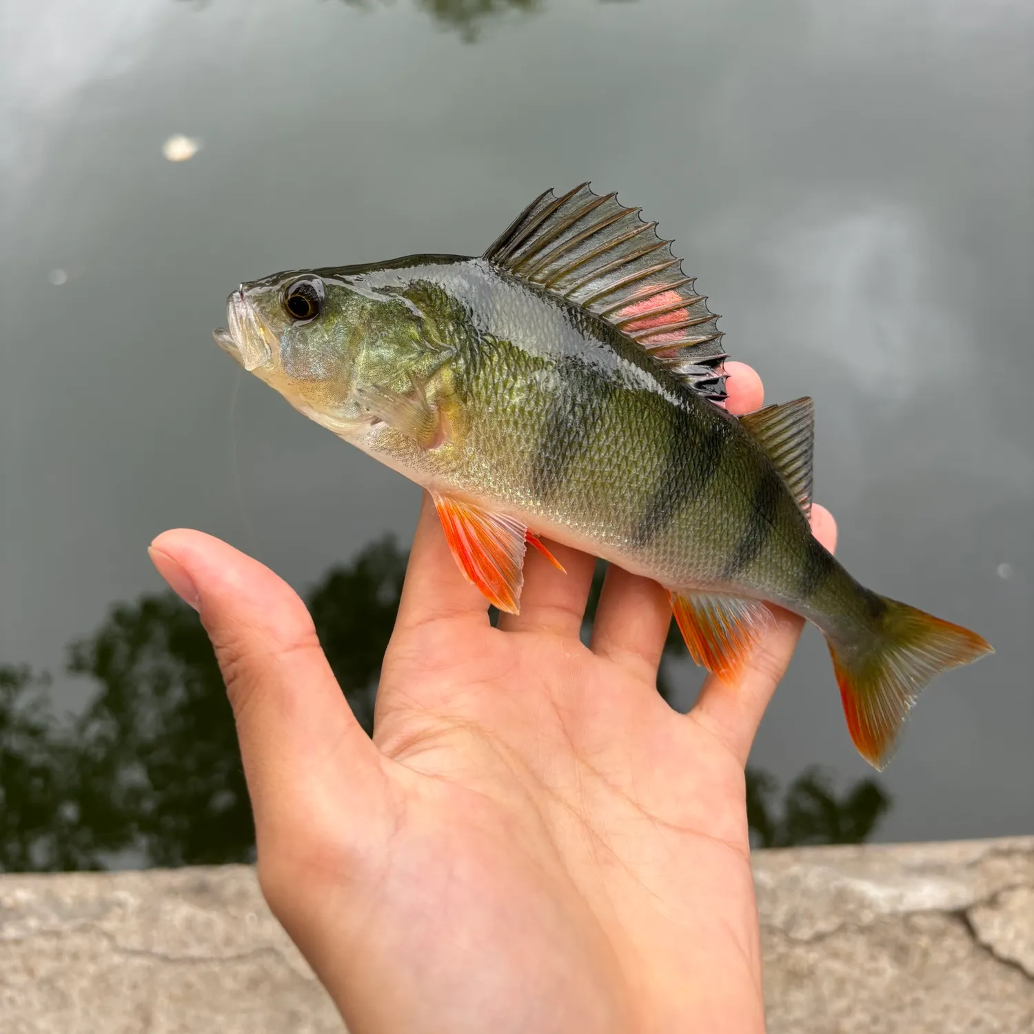 European perch caught on Fishbrain