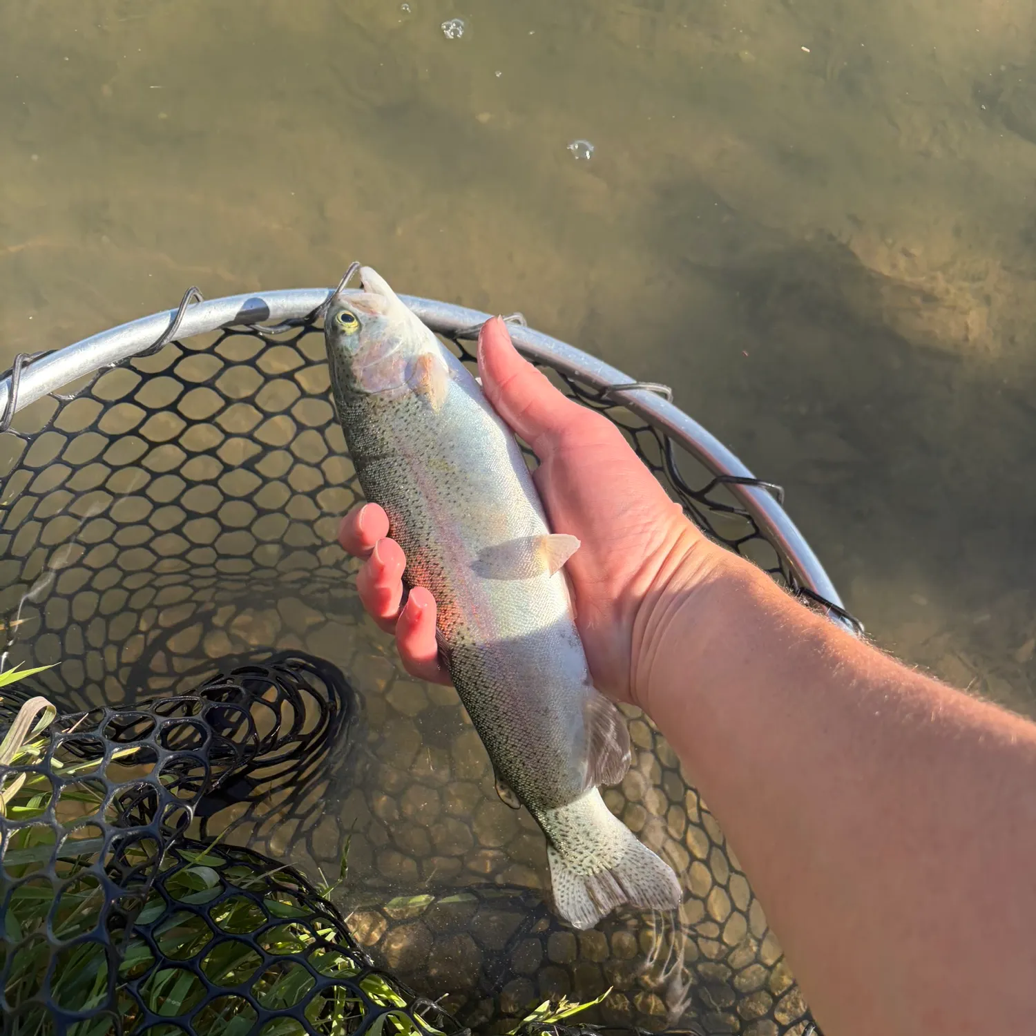 Rainbow trout caught on Fishbrain