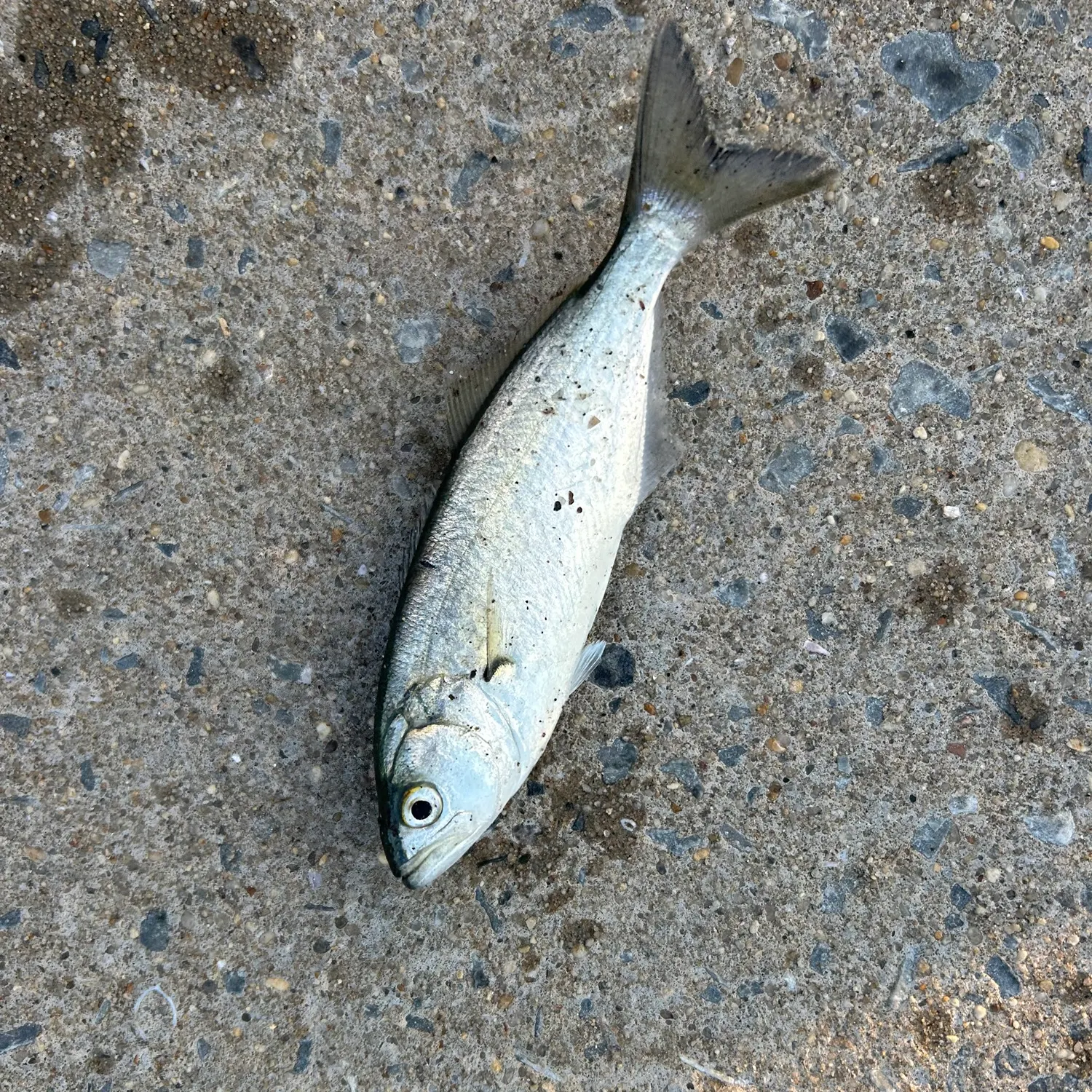Bluefish caught on Fishbrain
