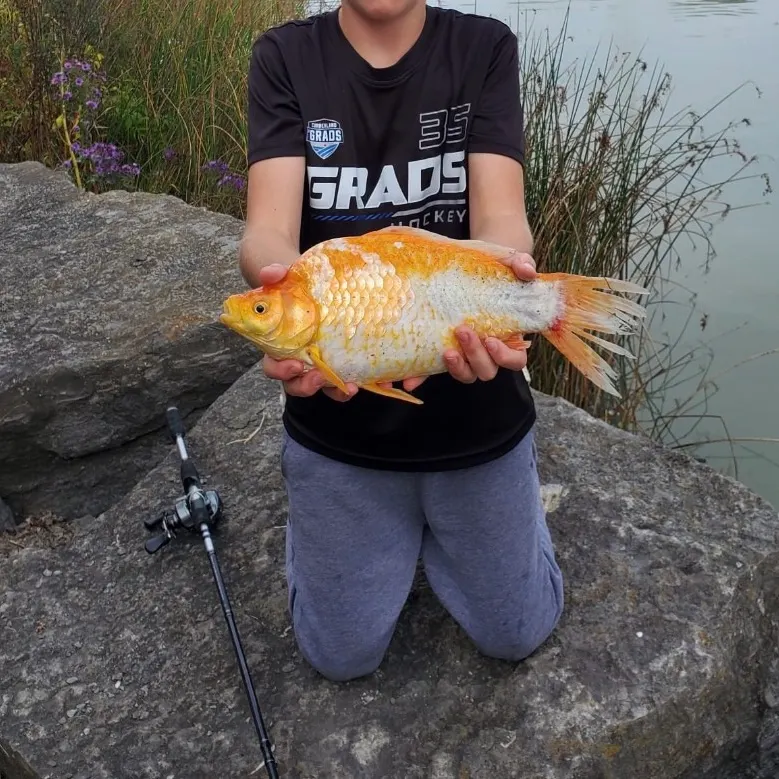 Koi carp caught on Fishbrain