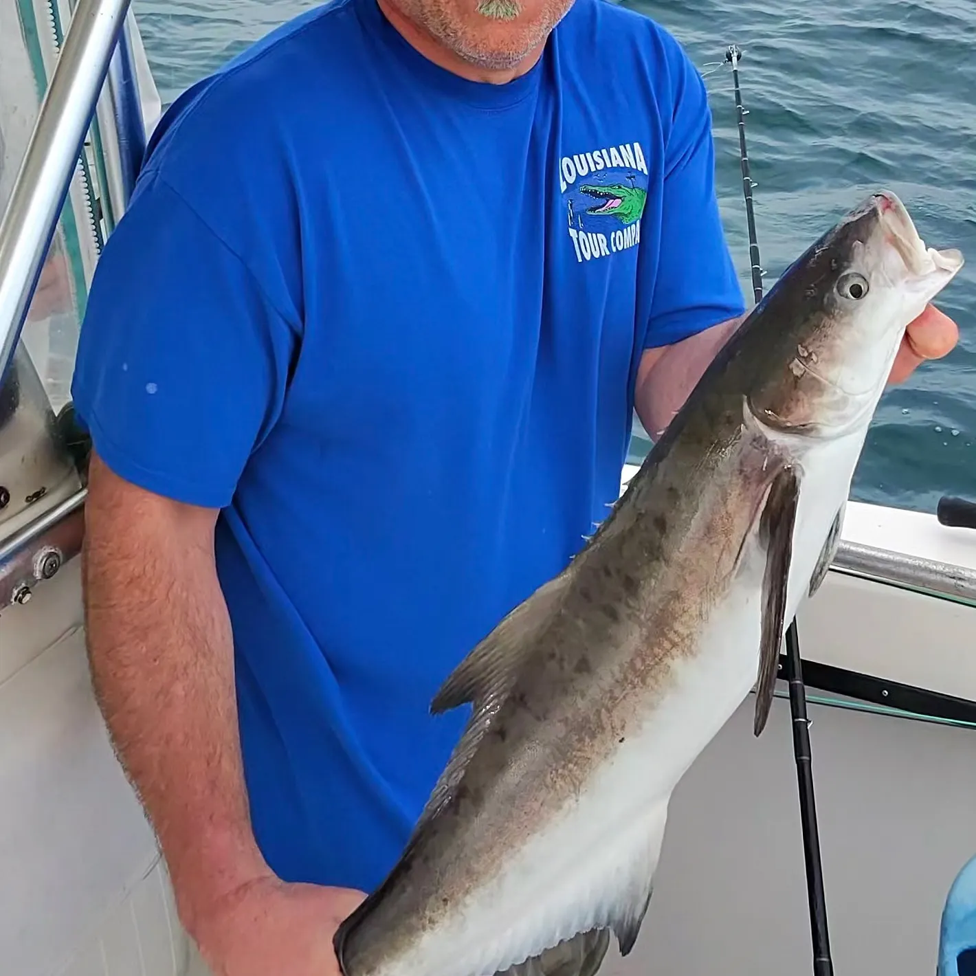 The most recent Cobia catches on Fishbrain