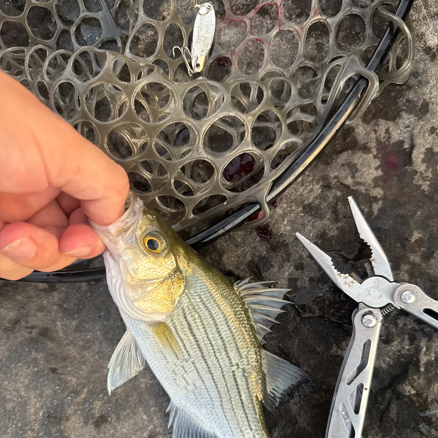 White bass caught on Fishbrain