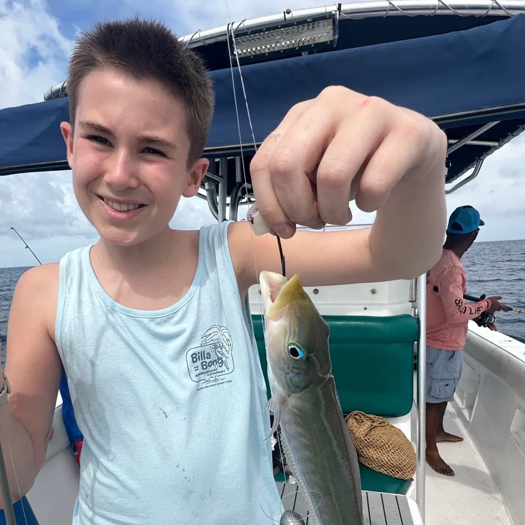 The most recent Sand tilefish catches on Fishbrain