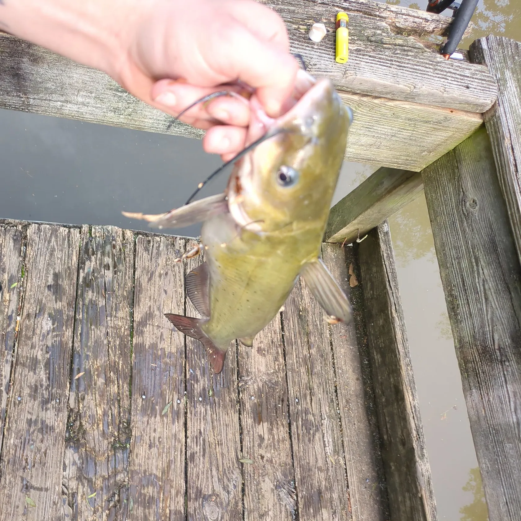 Channel catfish caught on Fishbrain