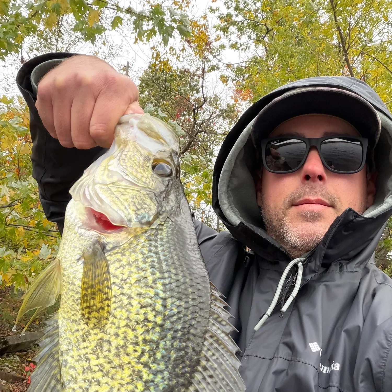 Black crappie caught on Fishbrain