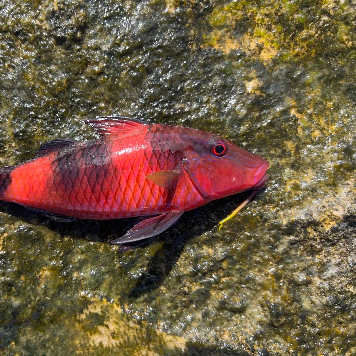 The most popular recent Island goatfish catch on Fishbrain