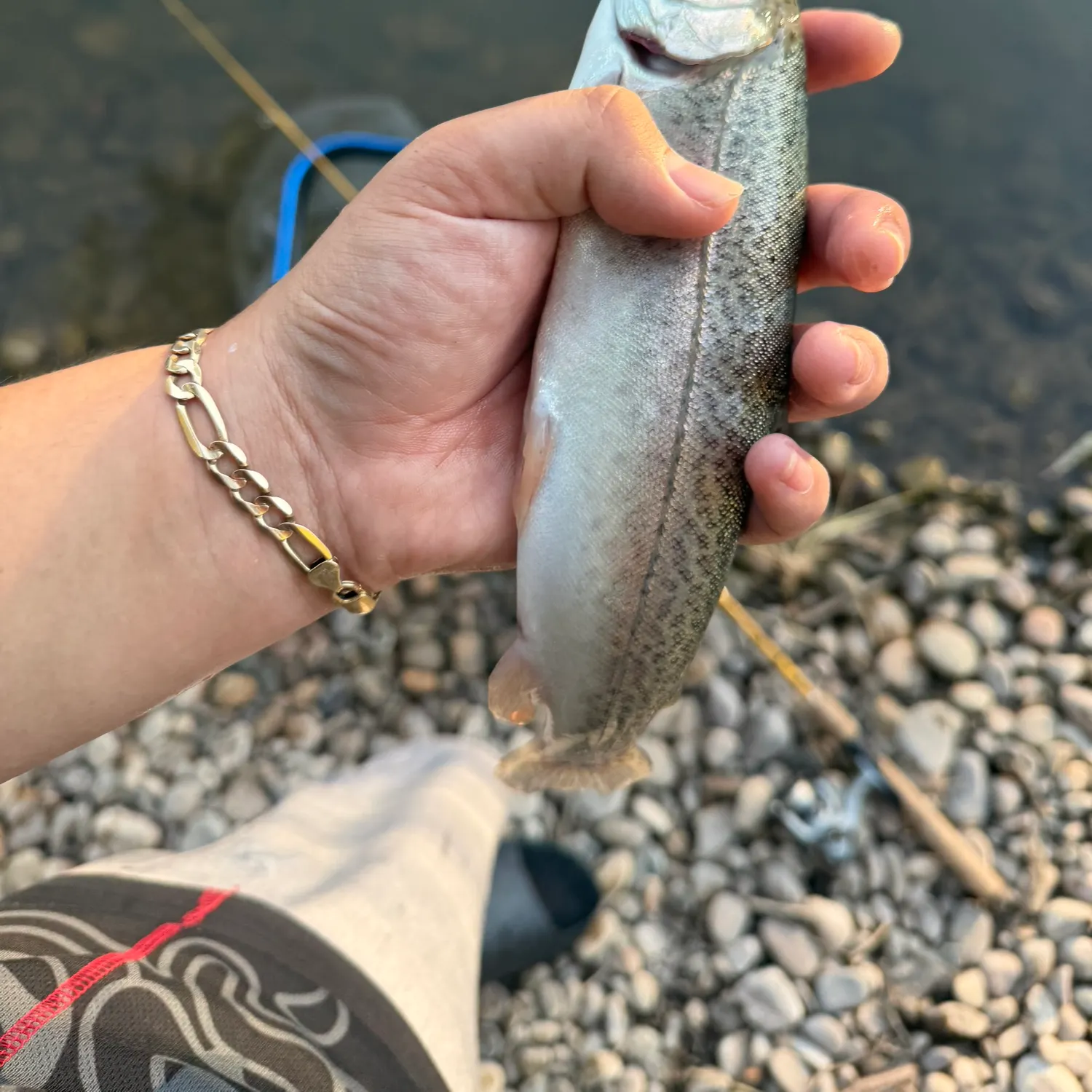 Rainbow trout caught on Fishbrain