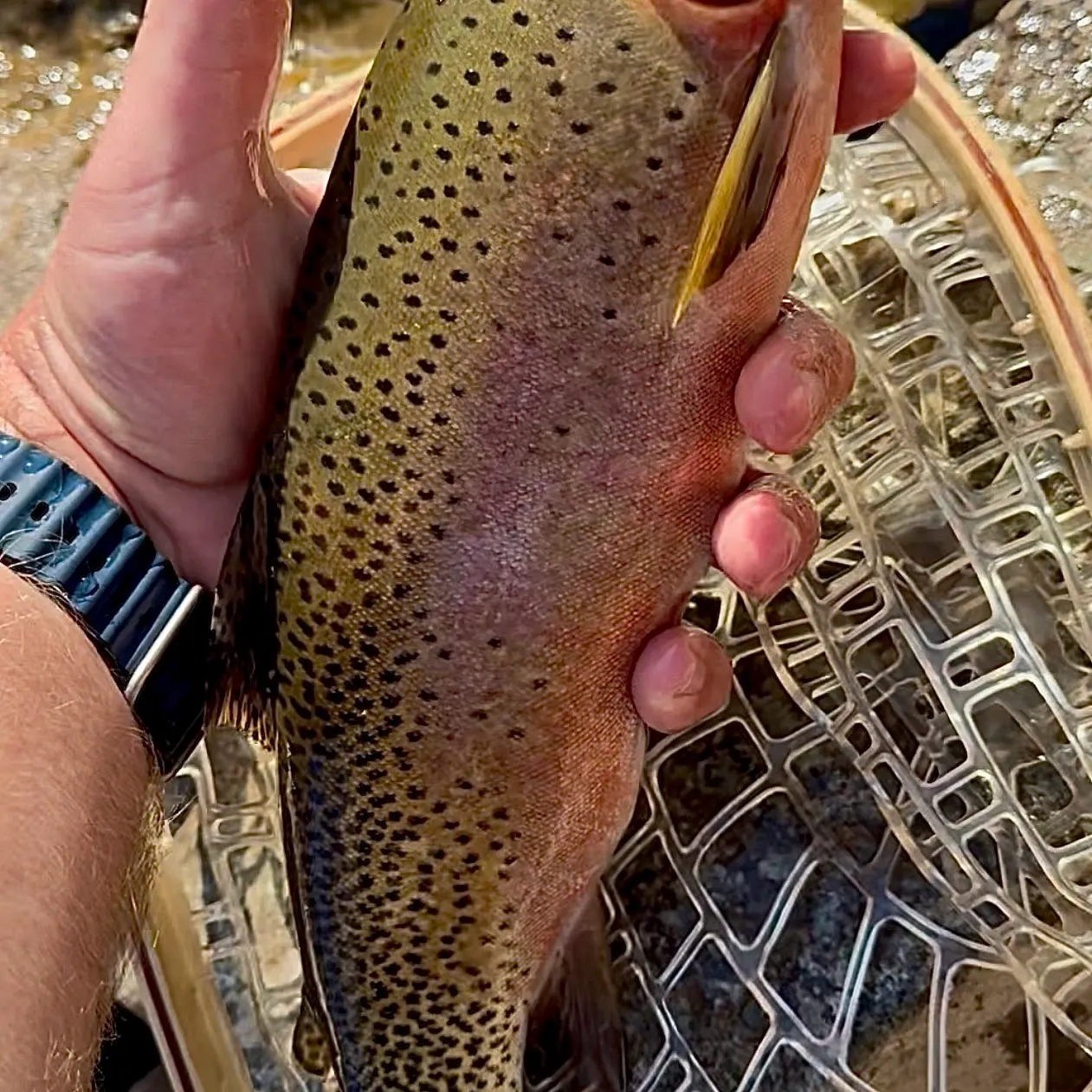 Cutthroat trout caught on Fishbrain