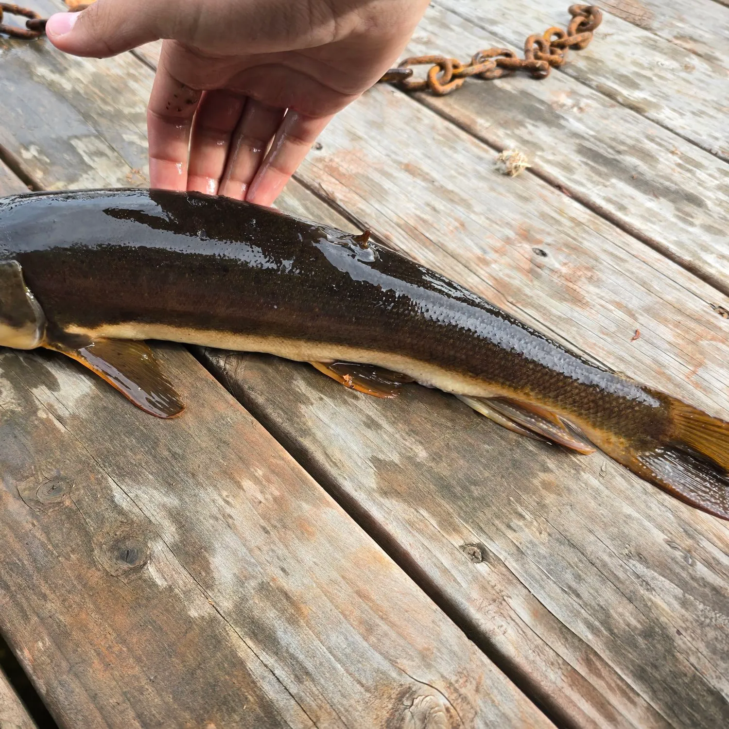 The most recent Longnose sucker catches on Fishbrain