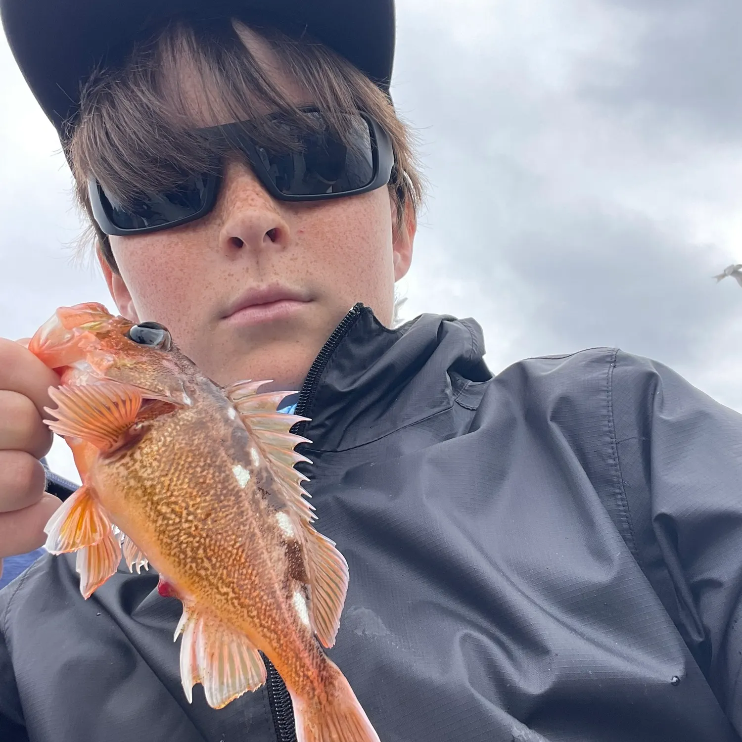 The most recent Starry rockfish catches on Fishbrain