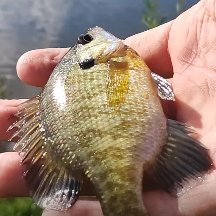 Bluegill caught on Fishbrain