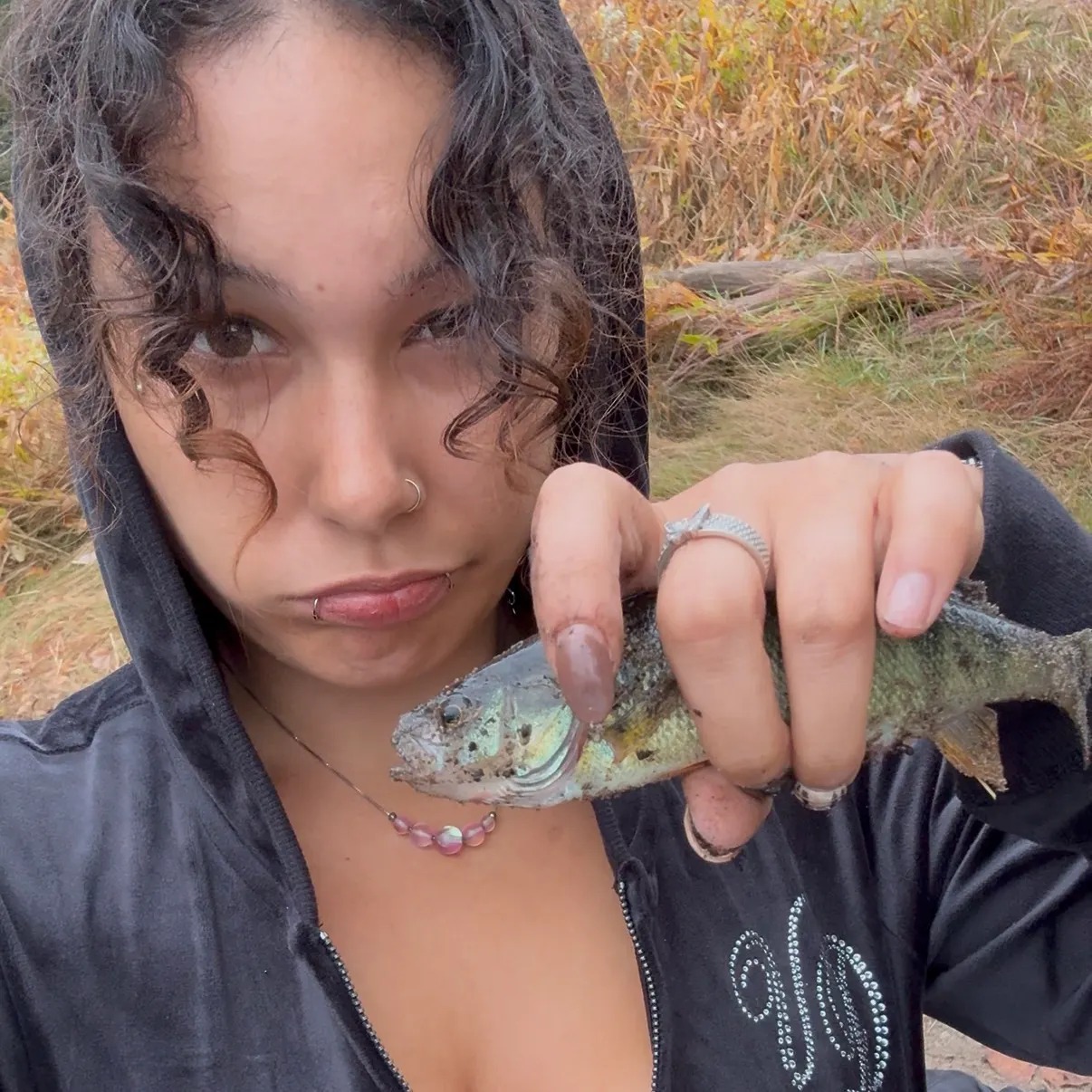 Yellow perch caught on Fishbrain