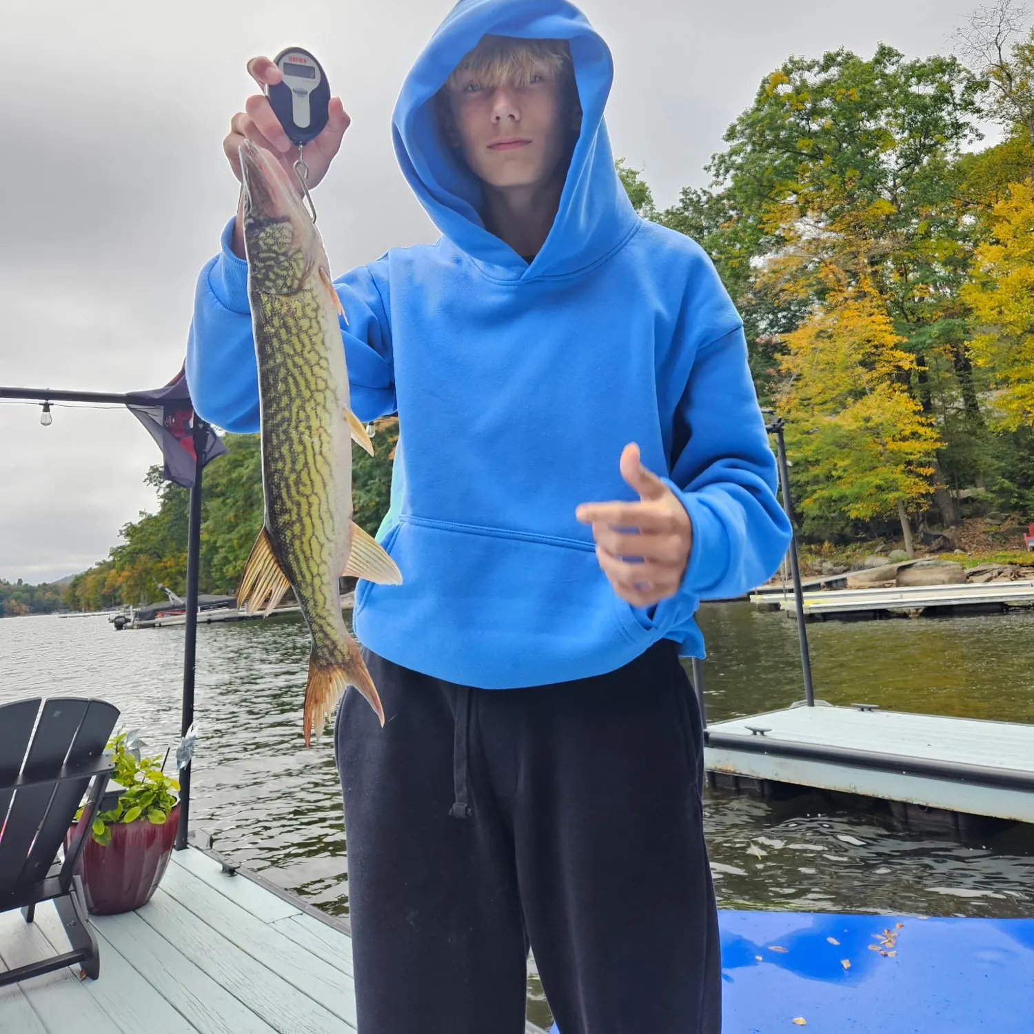 Chain pickerel caught on Fishbrain