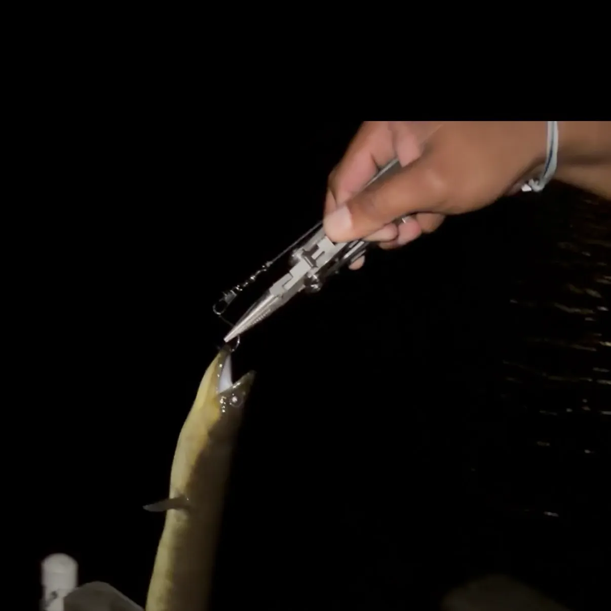 American eel caught on Fishbrain