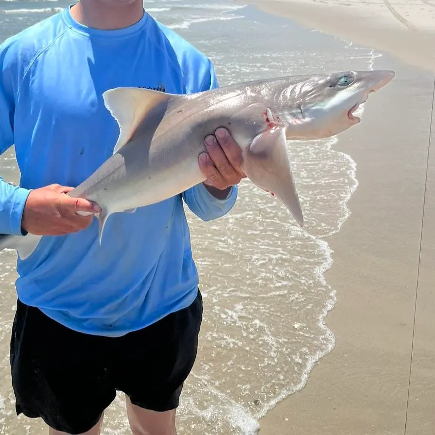 The most recent Dusky smooth-hound catches on Fishbrain